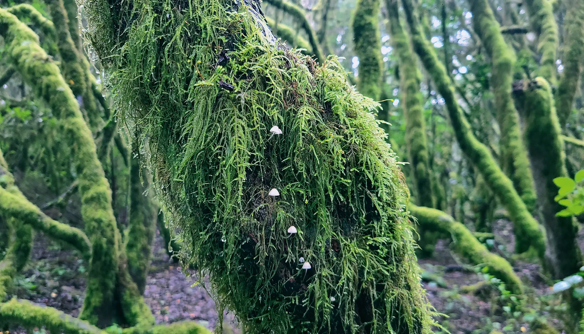 Moosiger Lorbeerwald auf La Gomera