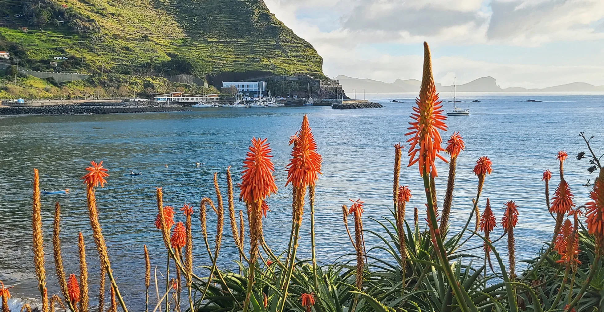 Aloe-Blüten vor dem Hafen von Machico auf Madeira